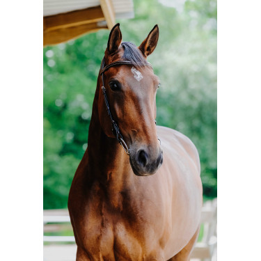 Bridon Freedom Norton Havana Castanho