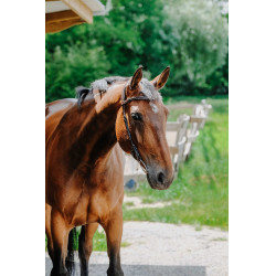 Bridon Freedom Norton Havana Castanho