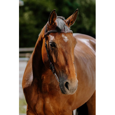 Bridon Freedom Norton Havana Castanho