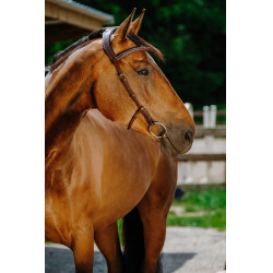 Bridon Freedom Norton Havana Castanho