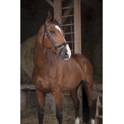 Bridon Norton Pro Fin Preto