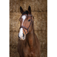 Bridon Norton Pro Miss Havana Castanho