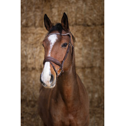 Bridon Norton Pro Miss Havana Castanho