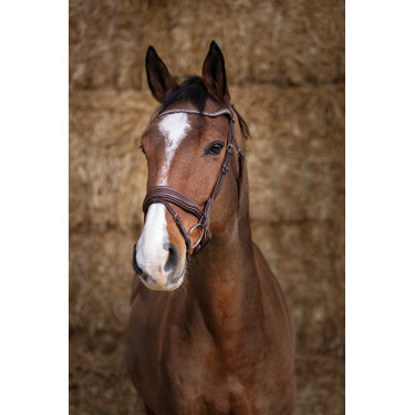 Bridon Norton Pro Miss Havana Castanho