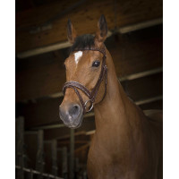 Bridon Norton Pro Rock Havana Castanho Bridon Norton Pro Rock Havana Castanho