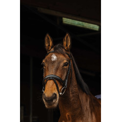 Bridon Norton Pro Dark Preto