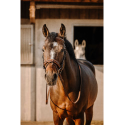 Bridão Eric Thomas Work Havana Castanho