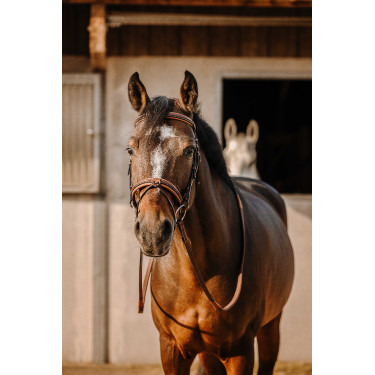 Bridão Eric Thomas Work Havana Castanho