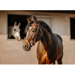 Bridão Eric Thomas Crown Havana Castanho Bridão Eric Thomas Crown Havana Castanho