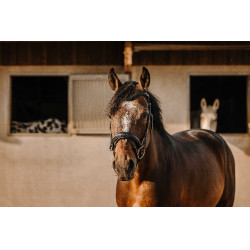 Bridon Eric Thomas Bat Preto Bridon Eric Thomas Bat Preto