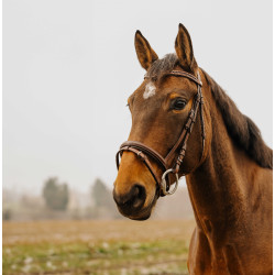 Bridon Norton Club Strass V Havana Castanho Bridon Norton Club Strass V Havana Castanho