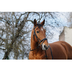 Treinamento de Bridon Norton Preto