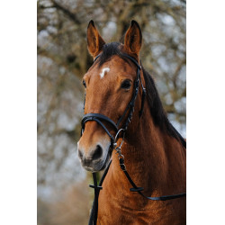 Treinamento de Bridon Norton Preto