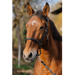 Bridão/Cabeção Norton Training Preto