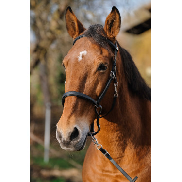 Bridão/Cabeção Norton Training Preto