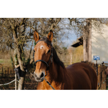 Bridão/Cabeção Norton Training Preto