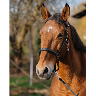 Bridão/Cabeção Norton Training Preto