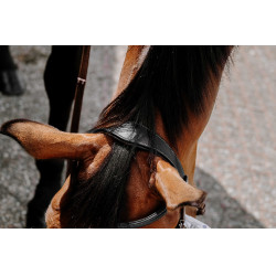 Bridon Sem-freio Norton Preto