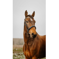 Bridon Norton Club Diva Preto Bridon Norton Club Diva Preto