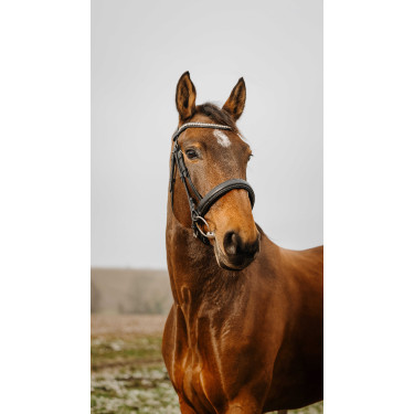 Bridon Norton Club Diva Preto Bridon Norton Club Diva Preto