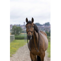 Cabezada Etológica com Rédeas Preto