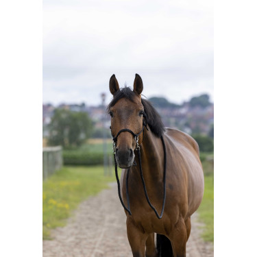Cabezada Etológica com Rédeas Preto