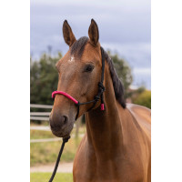 CABEÇÃO ETOLÓGICO + CABRESTO FUN COLOUR Fúcsia neon Rosa