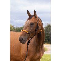 CABEÇÃO ETOLÓGICO + CABRESTO FUN COLOUR