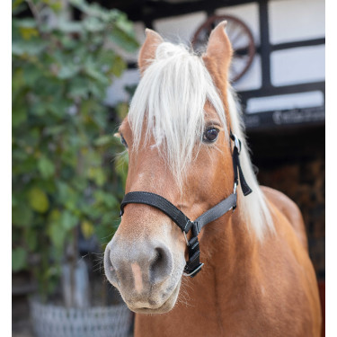 Caveção Norton Cavalo de Tração Preto Caveção Norton Cavalo de Tração Preto