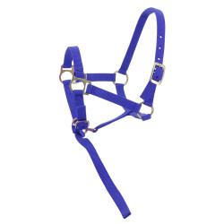 Cabresto de nylon para potro Azul royal