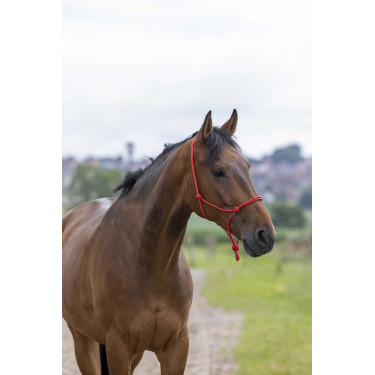 Caveção etológico corda Fina Vermelho Caveção etológico corda Fina Vermelho