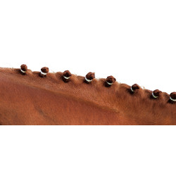 Elásticos para crina Branco