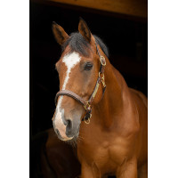 Cabresto de couro grooming Eric Thomas Pro Havana Castanho