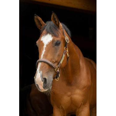 Cabresto de couro grooming Eric Thomas Pro Havana Castanho