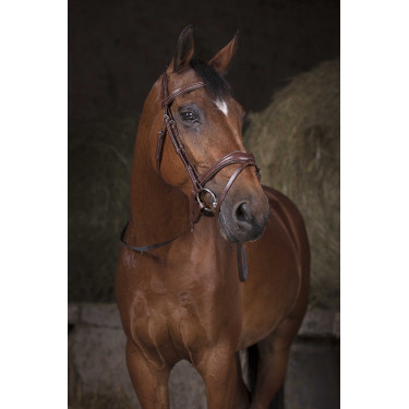 Rédeas cingidas Norton Pro Havana / branco Castanho Rédeas cingidas Norton Pro Havana / branco Castanho