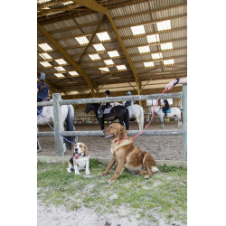 Trela de nylon Diego & Louna para cão Antracite Cinzento