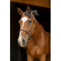 Cabresto de couro grooming Eric Thomas Pro Preto