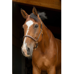 Cabresto de couro grooming Eric Thomas Pro Havana Castanho