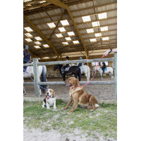 Trela de nylon Diego & Louna para cão Coral Vermelho