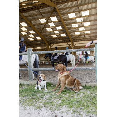 Trela de nylon Diego & Louna para cão Coral Vermelho