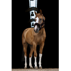 Caveção Equithème Teddy Preto / castanho