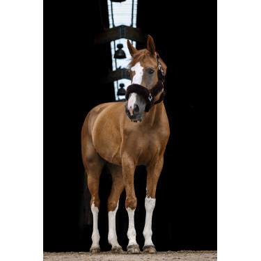 Caveção Equithème Teddy Preto / castanho