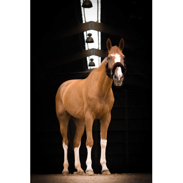 Caveção Equithème Teddy Marinho / castanho Azul