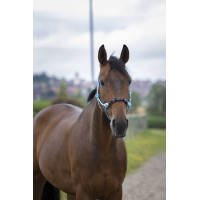 Cabresto etológico Norton Pearl Azul céu