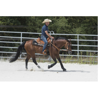 Sela Westride por Franck Perret Aurora Avelã Castanho Sela Westride por Franck Perret Aurora Avelã Castanho