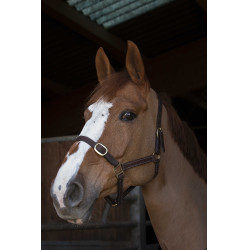 Caveção Norton Club Couro Havana Castanho