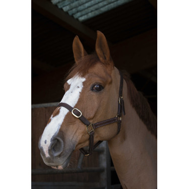 Caveção Norton Club Couro Havana Castanho