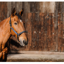Cabresto de nylon Equithème Domino Azul royal