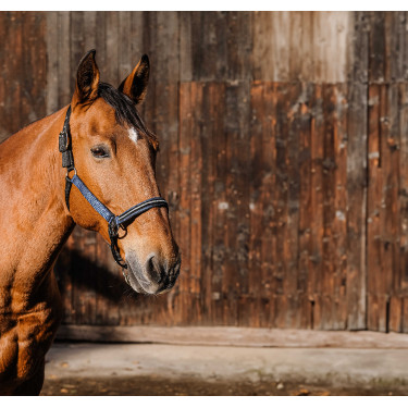 Cabresto de nylon Equithème Domino Azul royal