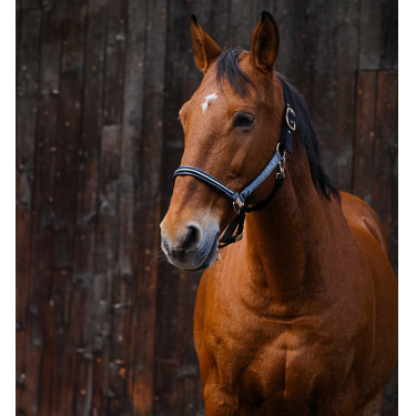 Cabresto de nylon Equithème Domino Cinzento Cabresto de nylon Equithème Domino Cinzento